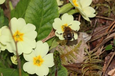 Anthophore commune, Anthophore plumeuse, Anthophor Anthophora plumipes (Pallas, 1772)