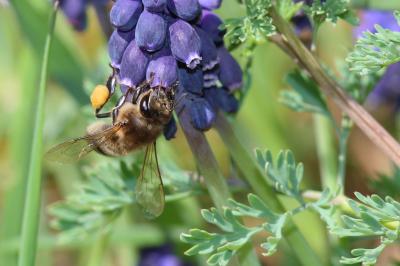 Abeille domestique, Abeille européenne, Abeille me Apis mellifera Linnaeus, 1758