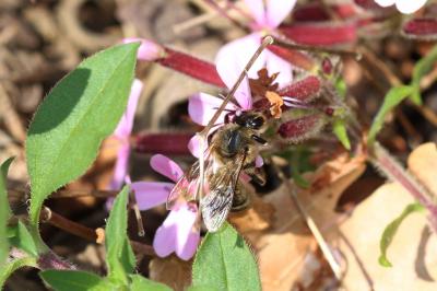 Abeille domestique, Abeille européenne, Abeille me Apis mellifera Linnaeus, 1758