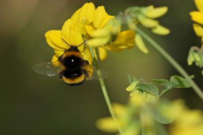  Bombus Latreille, 1802