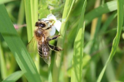 Abeille domestique, Abeille européenne, Abeille me Apis mellifera Linnaeus, 1758