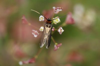  Cauchas rufifrontella (Treitschke, 1833)