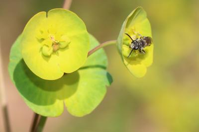  Lasioglossum Curtis, 1833