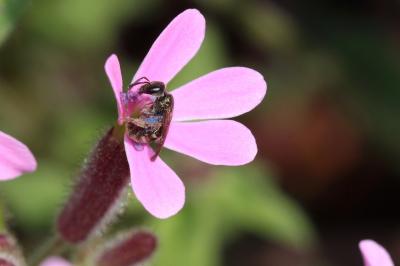  Lasioglossum Curtis, 1833