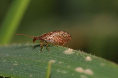 Micromus angulatus (Stephens, 1836)
