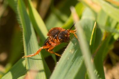  Nomada agrestis Fabricius, 1787