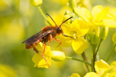  Nomada agrestis Fabricius, 1787