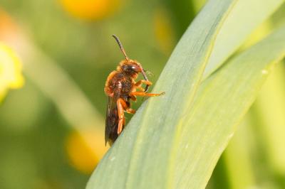  Nomada agrestis Fabricius, 1787