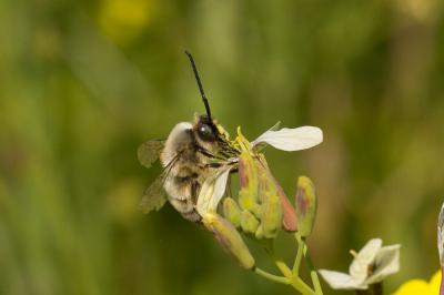 Eucère à labre noir Eucera nigrilabris Lepeletier, 1841