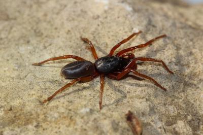 Dysdère érythrine Dysdera erythrina (Walckenaer, 1802)