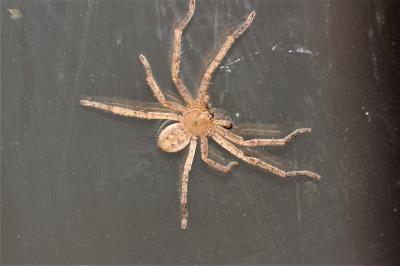  Olios argelasius (Walckenaer, 1806)
