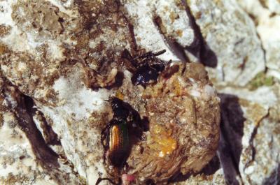 Grand calosome (Le) Calosoma sycophanta (Linnaeus, 1758)