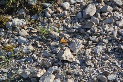 Mégère (La), Satyre (Le) Lasiommata megera (Linnaeus, 1767)