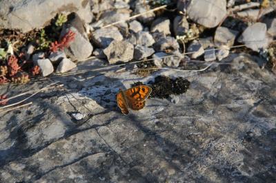 Mégère (La), Satyre (Le) Lasiommata megera (Linnaeus, 1767)