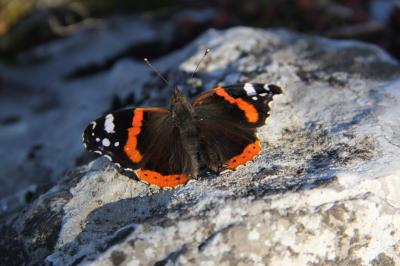 Vulcain (Le), Amiral (L'), Vanesse Vulcain (La), C Vanessa atalanta (Linnaeus, 1758)