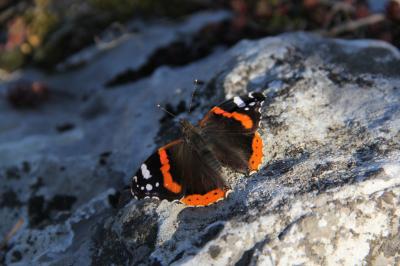 Vulcain (Le), Amiral (L'), Vanesse Vulcain (La), C Vanessa atalanta (Linnaeus, 1758)