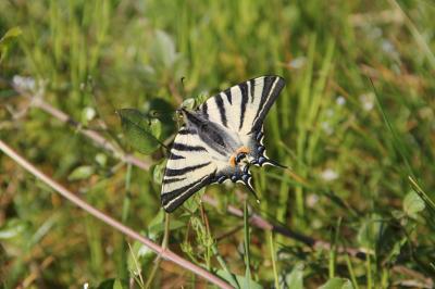 Flambé (Le) Iphiclides podalirius (Linnaeus, 1758)
