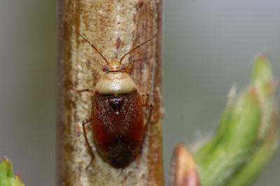  Agnocoris Reuter, 1875
