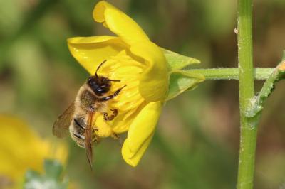  Andrena nigroaenea (Kirby, 1802)