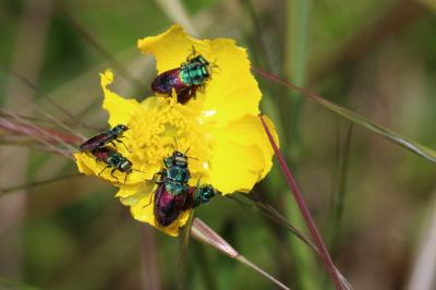 Anthaxie du Saule Anthaxia salicis (Fabricius, 1777)