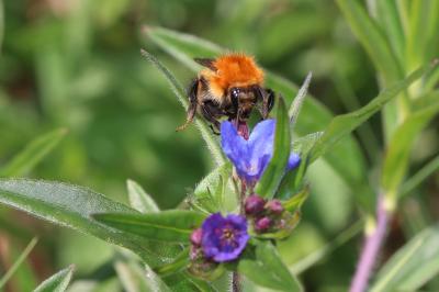 Bourdon des champs Bombus pascuorum (Scopoli, 1763)