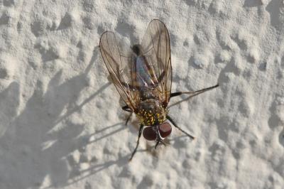  Fannia canicularis (Linnaeus, 1760)