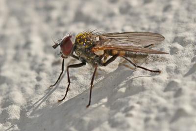  Fannia canicularis (Linnaeus, 1760)