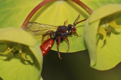  Nomada ferruginata (Linnaeus, 1767)