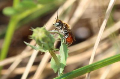  Osmia andrenoides Spinola, 1808