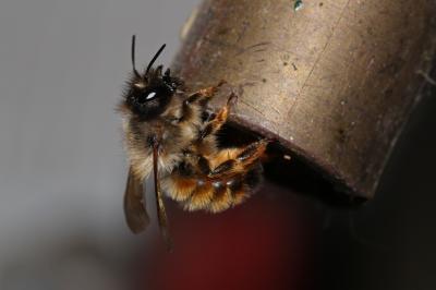 Osmie rousse Osmia bicornis (Linnaeus, 1758)