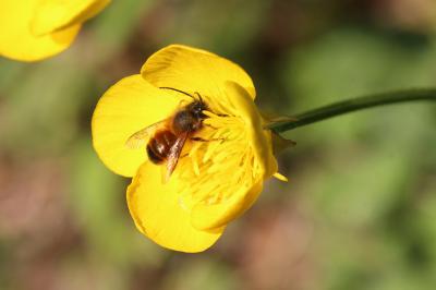 Osmie rousse Osmia bicornis (Linnaeus, 1758)