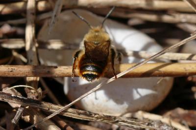  Osmia aurulenta (Panzer, 1799)