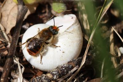  Osmia aurulenta (Panzer, 1799)