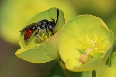  Sphecodes Latreille, 1804