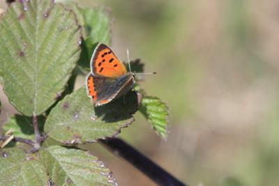 Cuivré commun (Le), Argus bronzé (L'), Bronzé (Le) Lycaena phlaeas (Linnaeus, 1760)