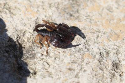  Euscorpius flavicaudis flavicaudis (De Geer, 1778)