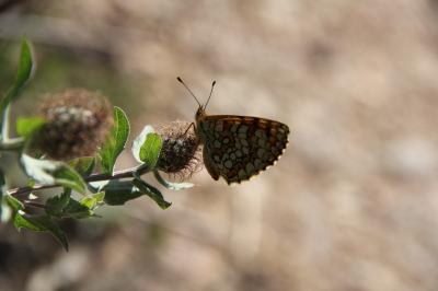 Mélitée des Linaires (La) Melitaea deione (Geyer, 1832)