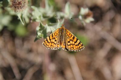 Mélitée des Linaires (La) Melitaea deione (Geyer, 1832)