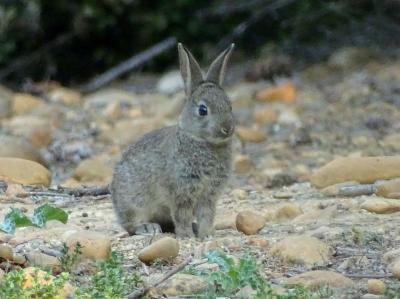 Lapin de garenne Oryctolagus cuniculus (Linnaeus, 1758)