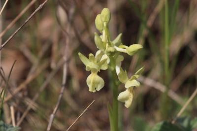 Orchis de Provence Orchis provincialis Balb. ex DC., 1806