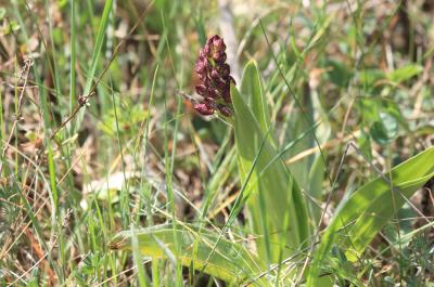 Orchis pourpre, Grivollée Orchis purpurea Huds., 1762
