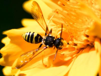  Nomada succincta Panzer, 1798