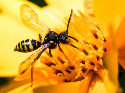  Nomada succincta Panzer, 1798