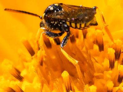  Nomada succincta Panzer, 1798