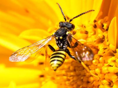  Nomada succincta Panzer, 1798