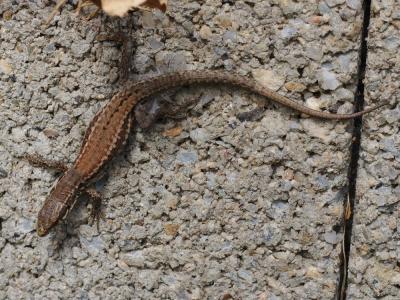 Lézard des murailles Podarcis muralis (Laurenti, 1768)