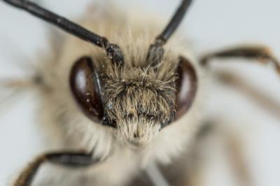 Eucère à face noire Eucera nigrifacies Lepeletier, 1841