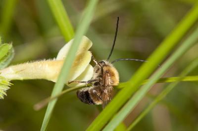  Eucera Scopoli, 1770