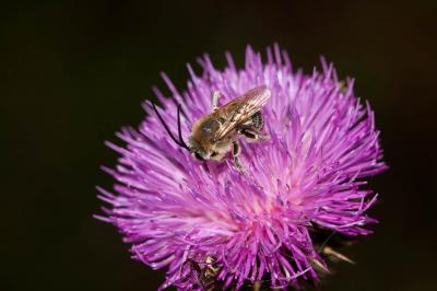  Eucera Scopoli, 1770