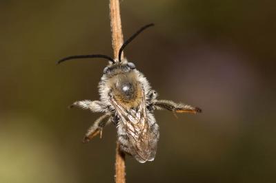  Tetraloniella Ashmead, 1899